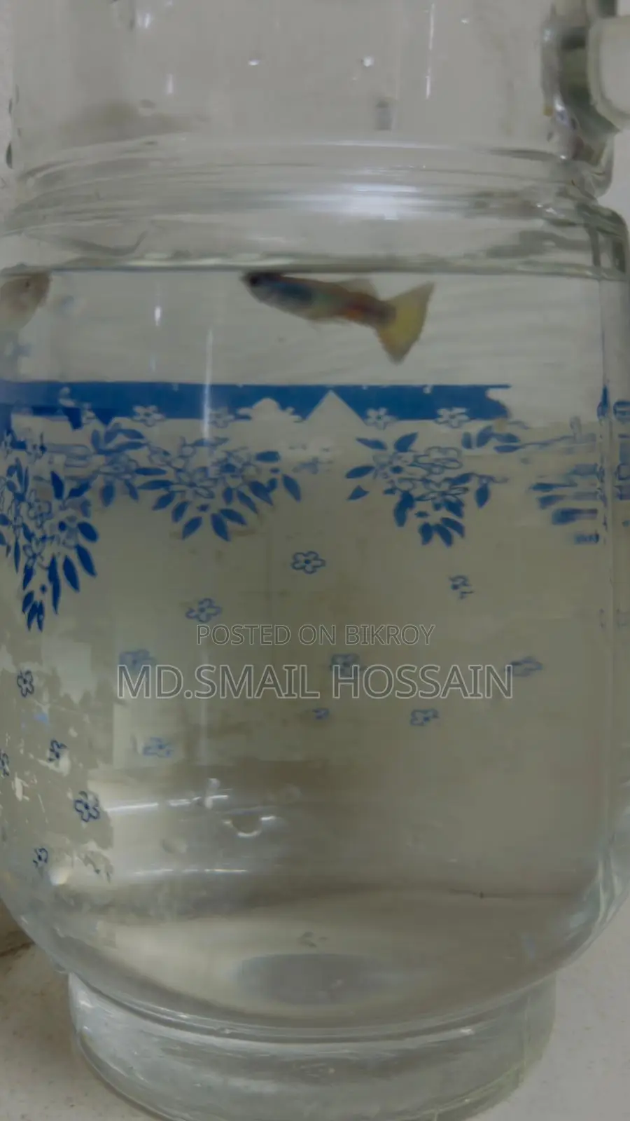 Blue Moscow Guppy