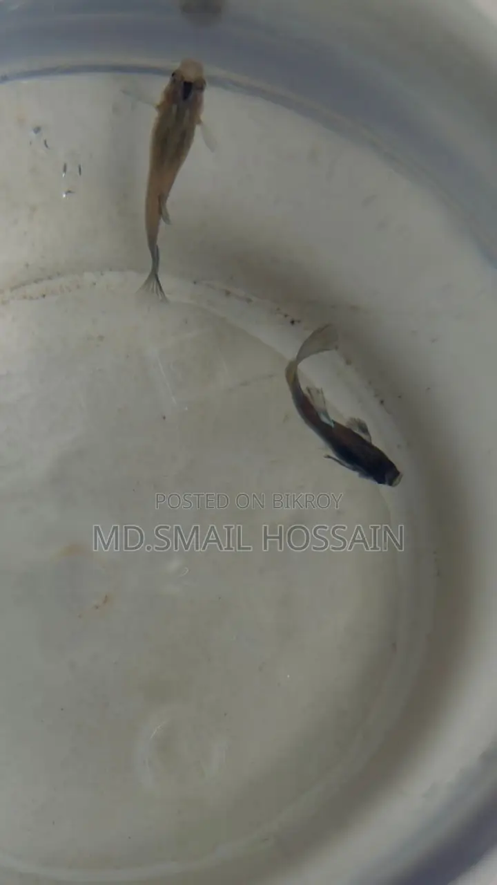 Blue Moscow Guppy