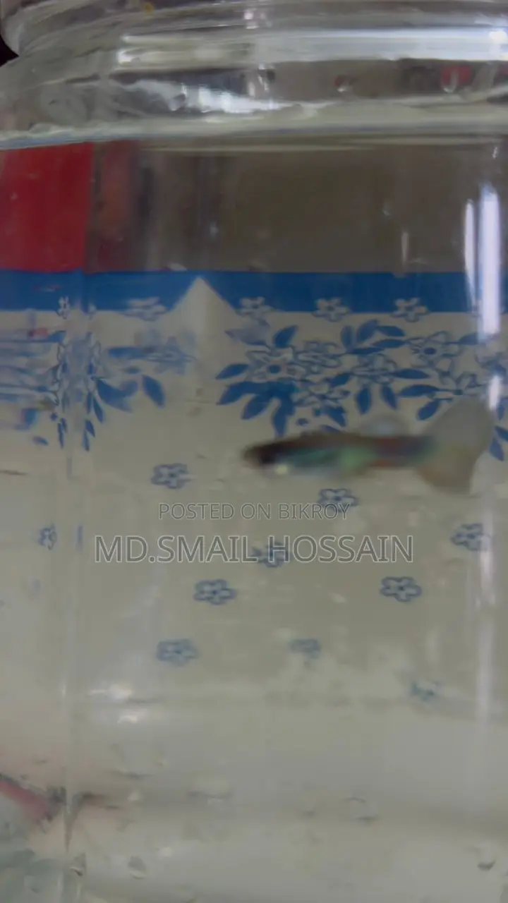 Blue Moscow Guppy
