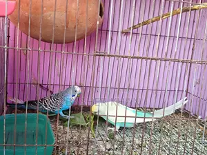 এক জোড়া রানিং বাজরিগার পাখি