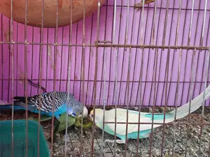 A pair of running Budgerigar birds