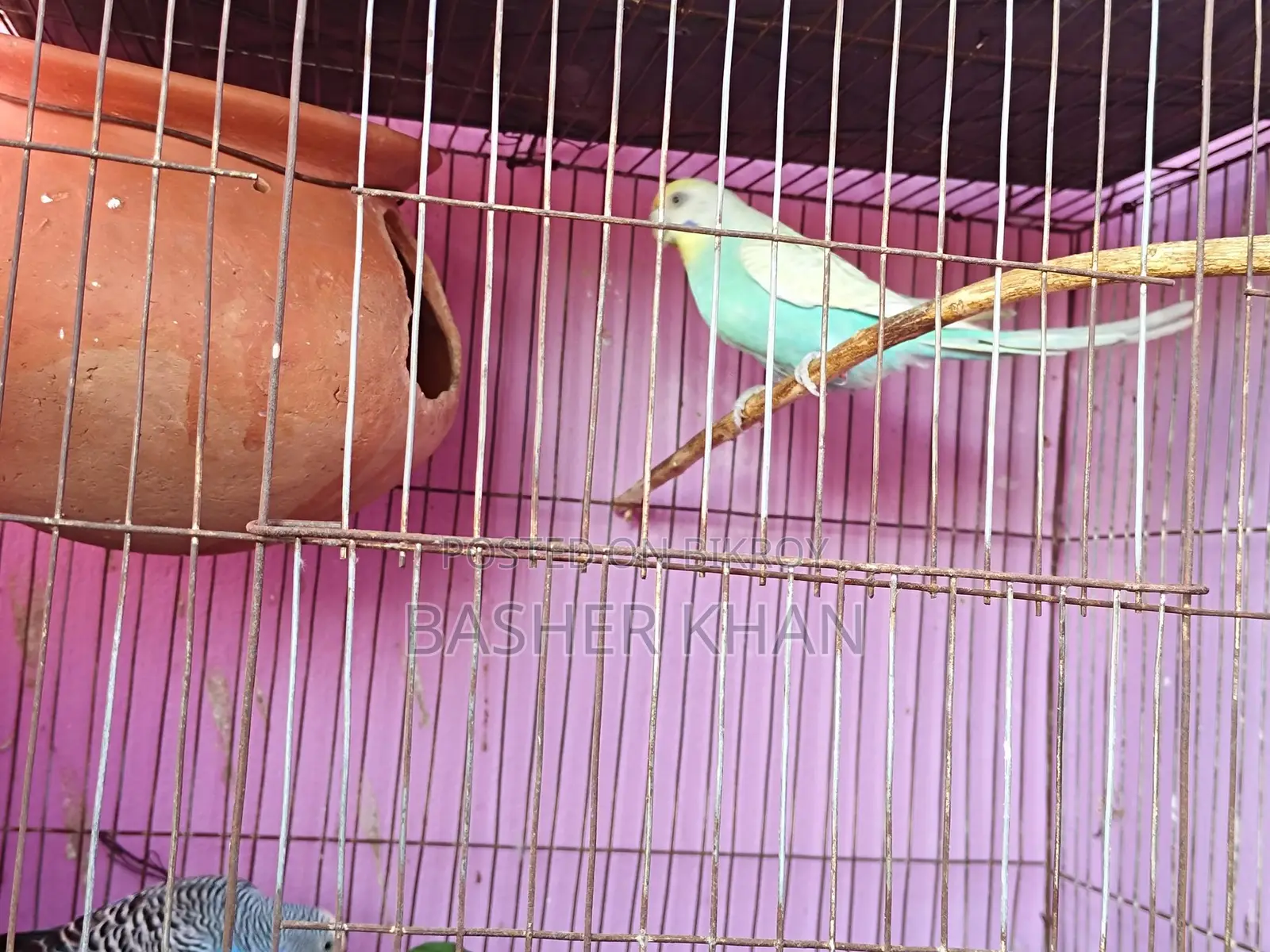এক জোড়া রানিং বাজরিগার পাখি