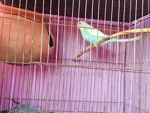 এক জোড়া রানিং বাজরিগার পাখি