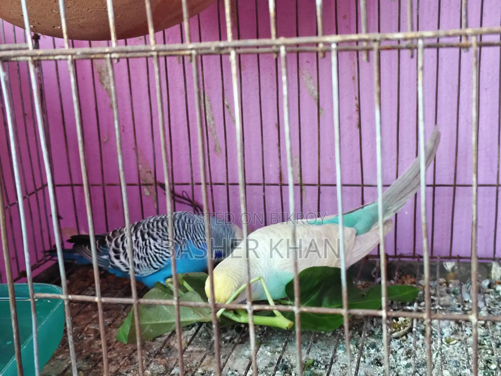 এক জোড়া রানিং বাজরিগার পাখি