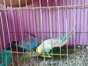 এক জোড়া রানিং বাজরিগার পাখি