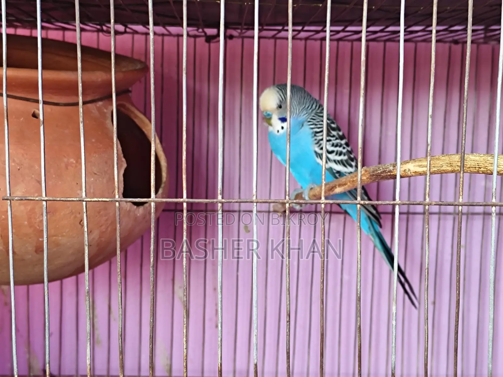 এক জোড়া রানিং বাজরিগার পাখি