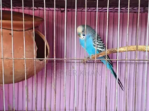 এক জোড়া রানিং বাজরিগার পাখি