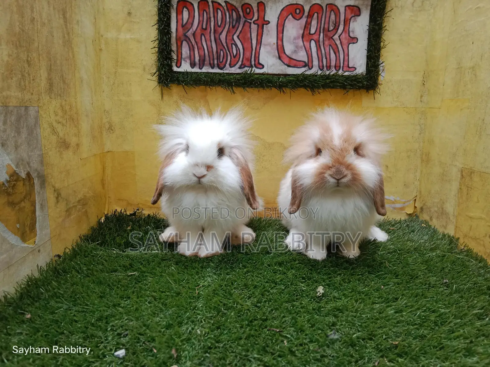 Exhibition Quality Lion Lop