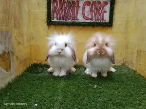 Exhibition Quality Lion Lop