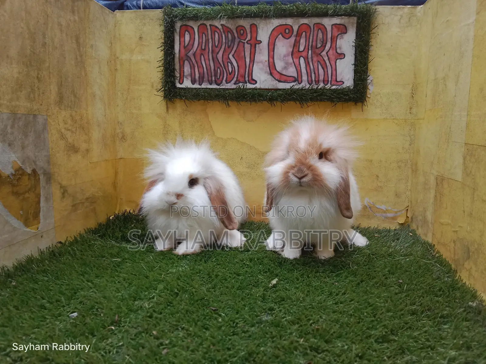 Exhibition Quality Lion Lop