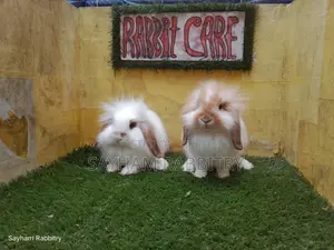 Exhibition Quality Lion Lop
