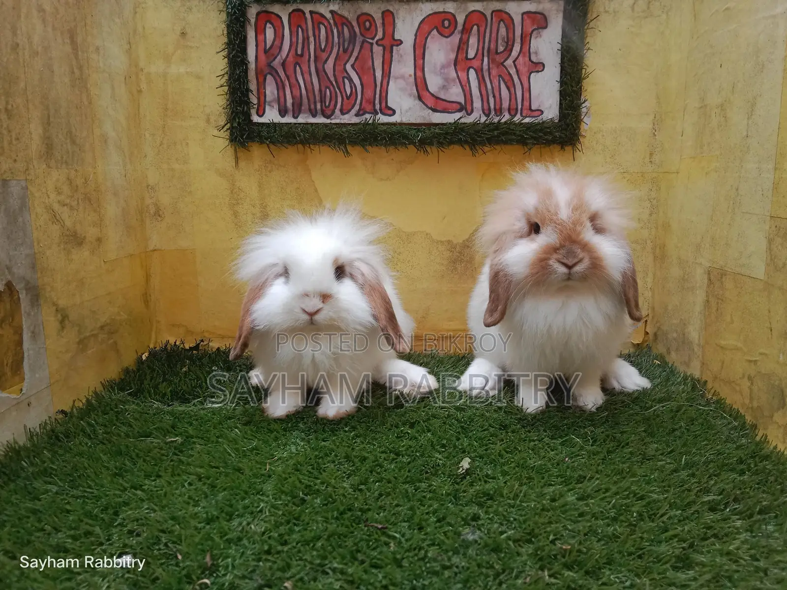 Exhibition Quality Lion Lop