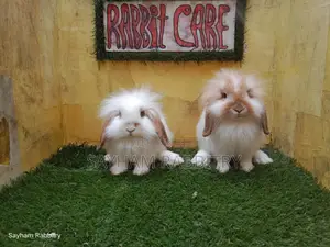 Exhibition Quality Lion Lop