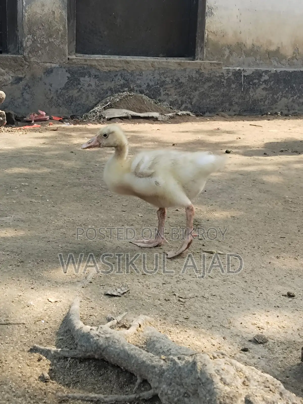 Gosling (Raj Hans)