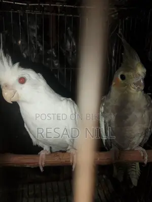ককাটেল পাখি