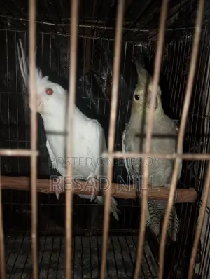 ককাটেল পাখি