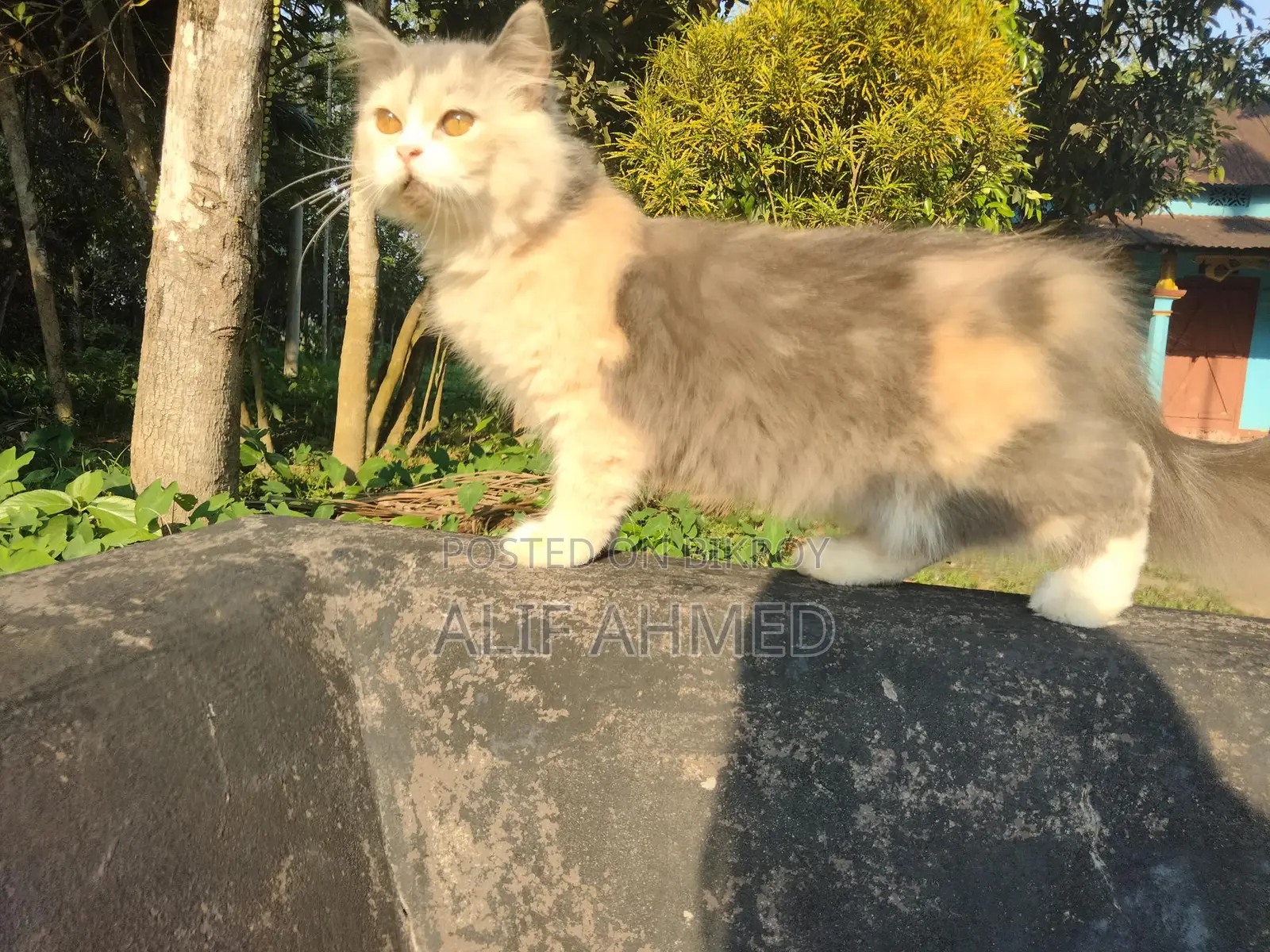 ট্র্যাডিশনাল পার্সিয়ান