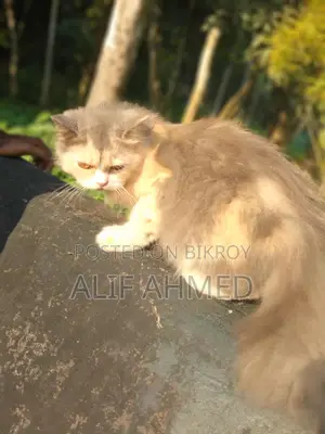 ট্র্যাডিশনাল পার্সিয়ান