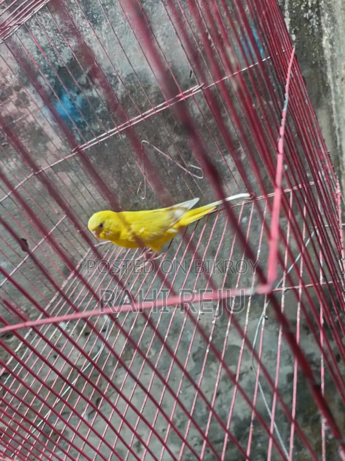 Lutino Running Female
