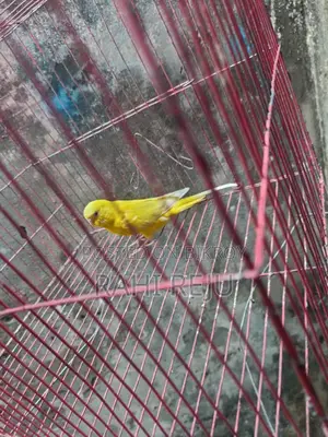 Lutino Running Female