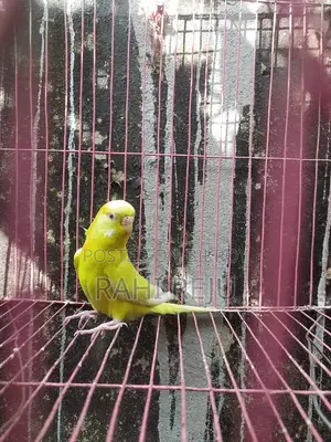 Lutino Running Female