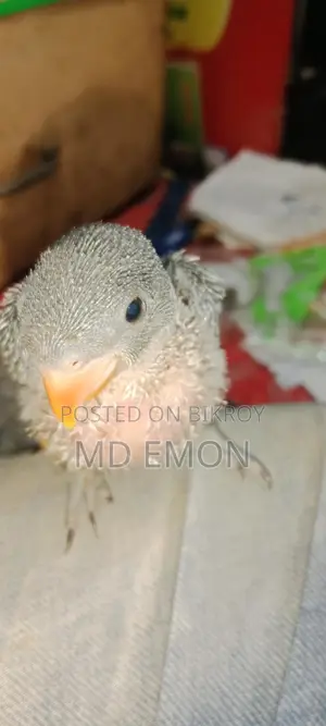 Indian Ringneck Baby