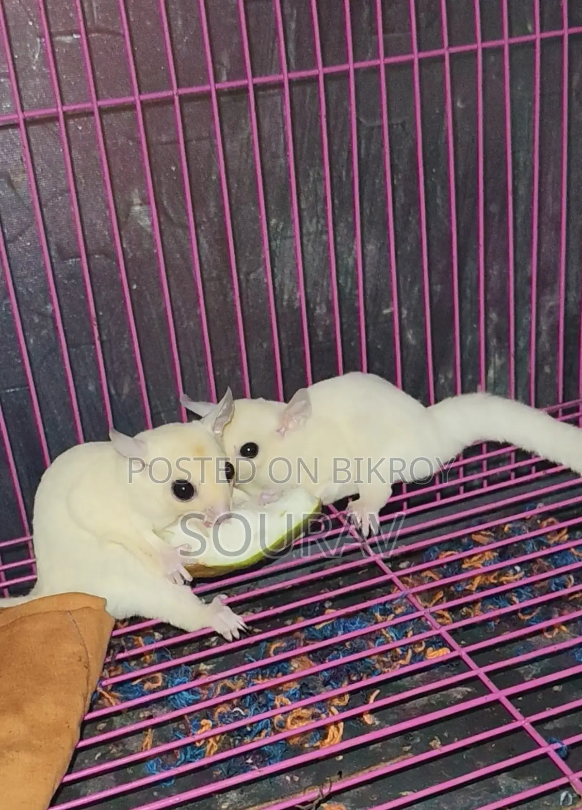 Sugar glider semi-adult confirmed pair