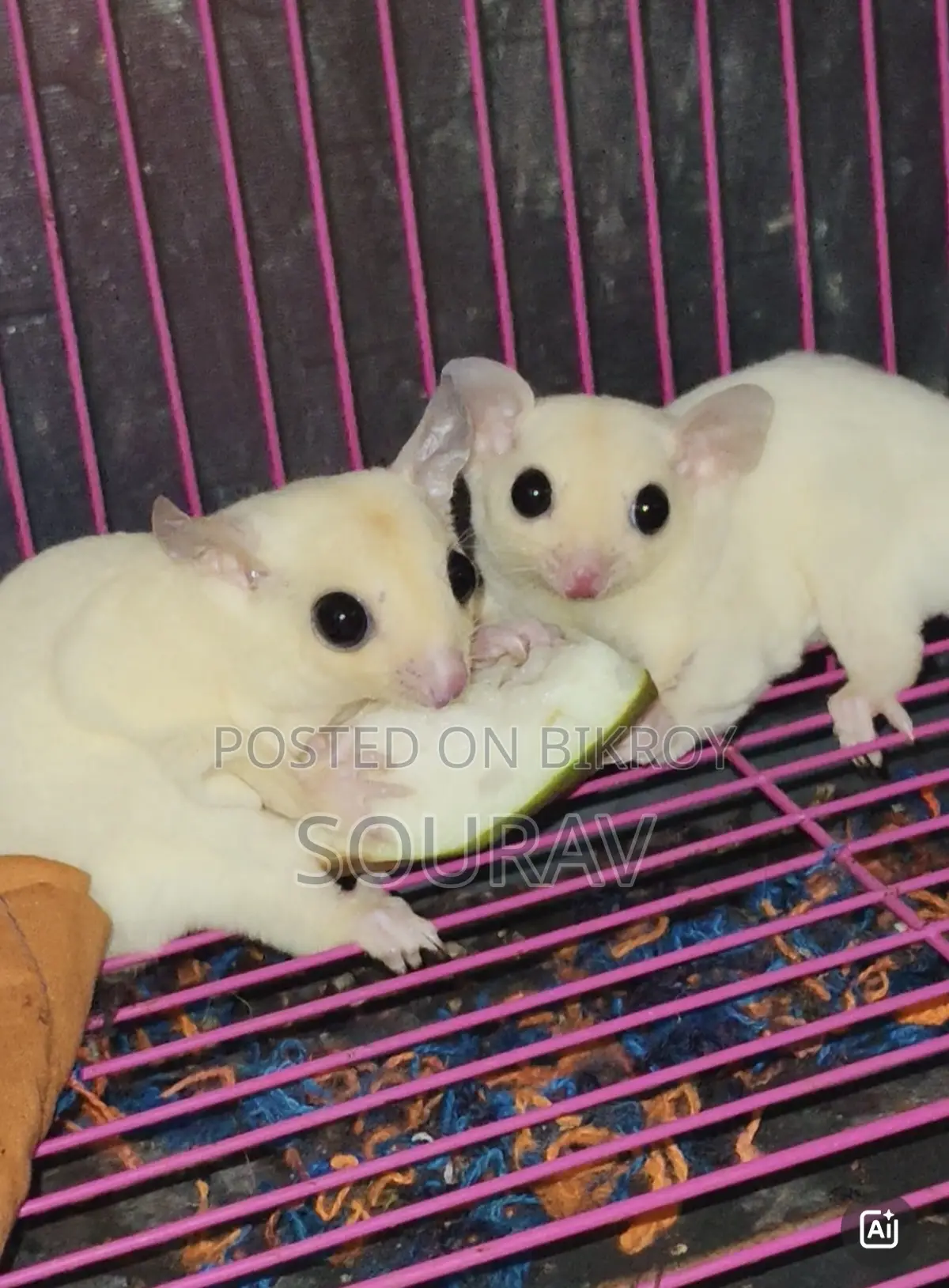 Sugar glider semi-adult confirmed pair