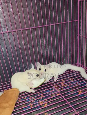 Sugar glider semi-adult confirmed pair