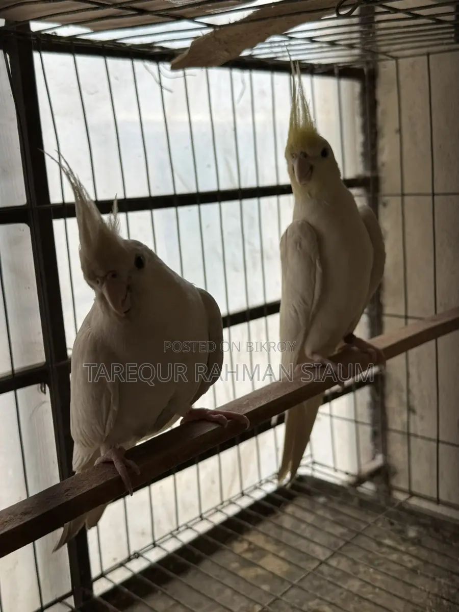 Albino Master Pair