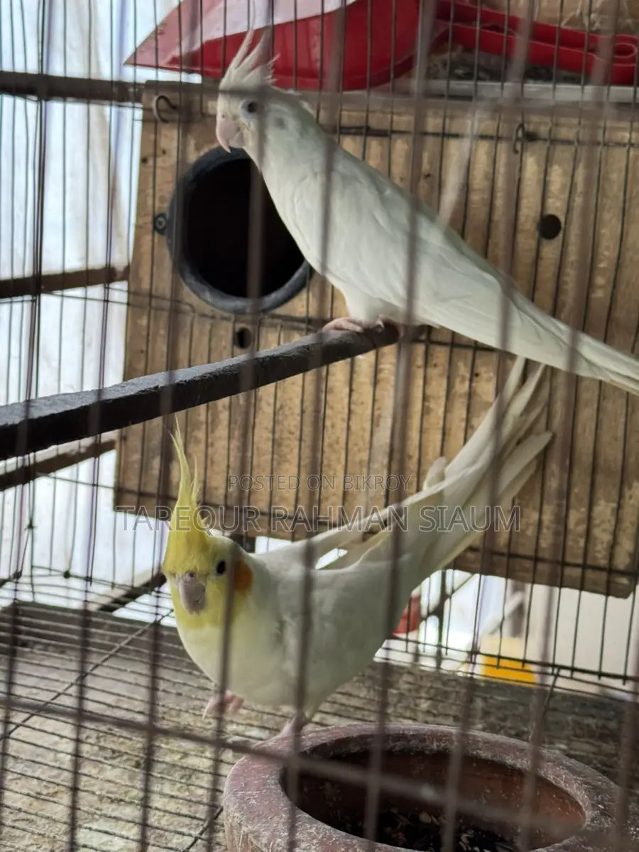 Albino Master Pair