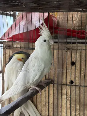 Albino Master Pair