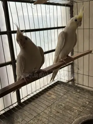 Albino Master Pair