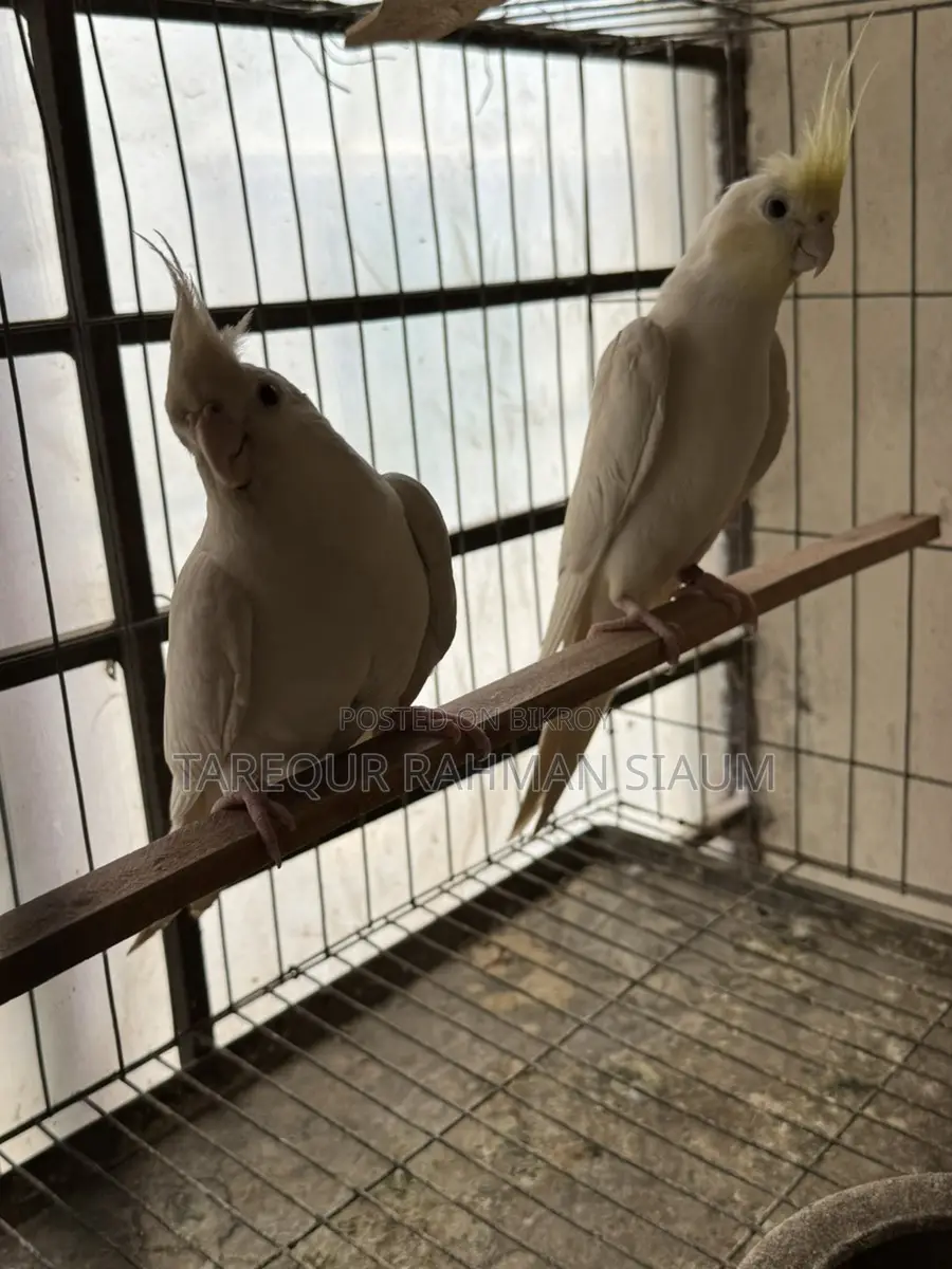 Albino Master Pair