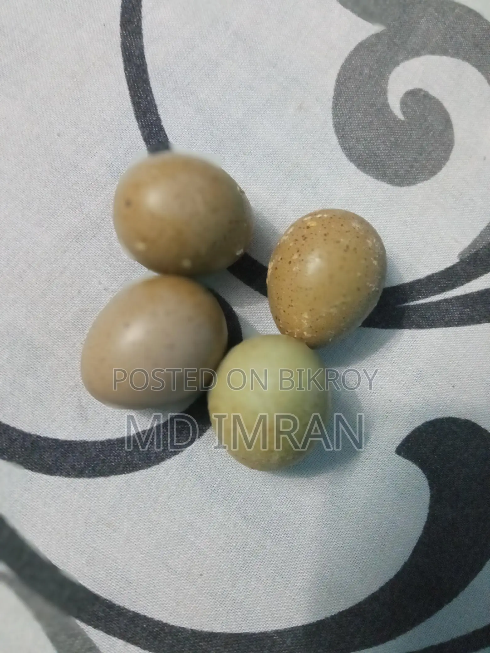 কিং কোয়েল বিক্রি করা হবে ৩ পিচ এডাল্ট