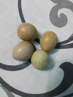 কিং কোয়েল বিক্রি করা হবে ৩ পিচ এডাল্ট