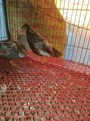 কিং কোয়েল বিক্রি করা হবে ৩ পিচ এডাল্ট