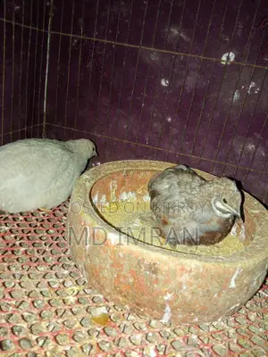 কিং কোয়েল বিক্রি করা হবে ৩ পিচ এডাল্ট
