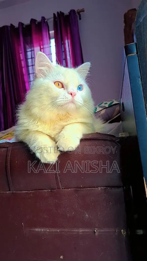Persian male