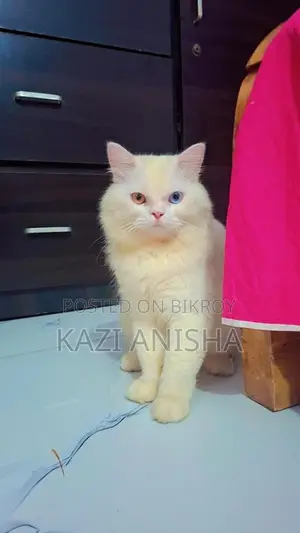 Persian male