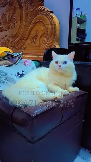 Persian male