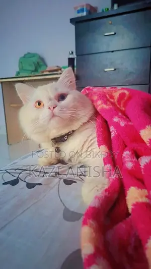 Persian male