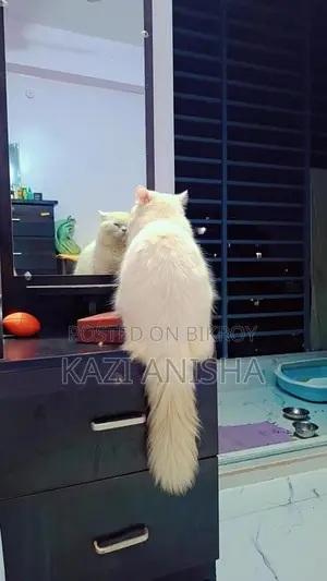 Persian male