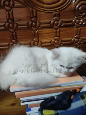 Persian Cat