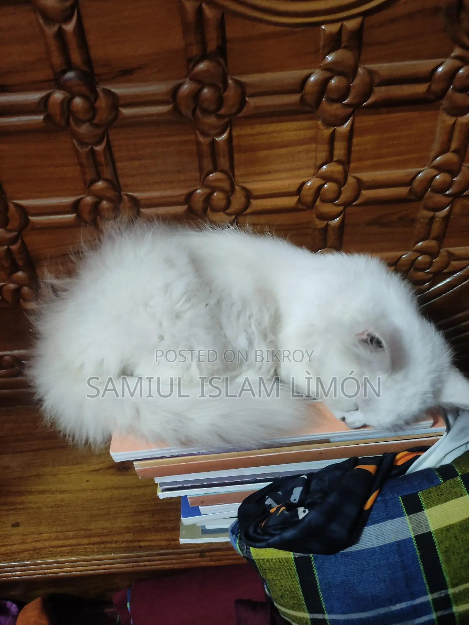 Persian Cat