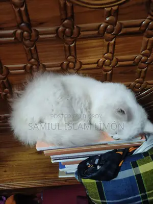 Persian Cat