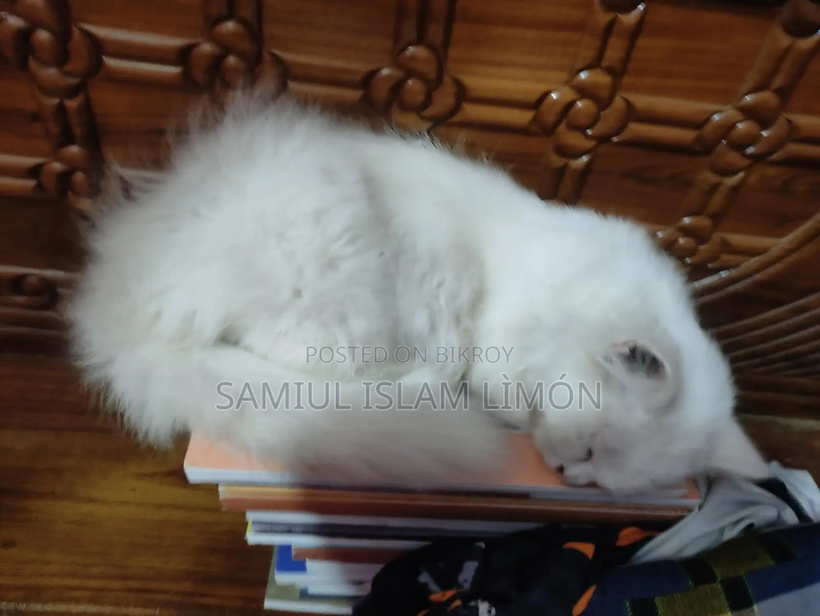 Persian Cat