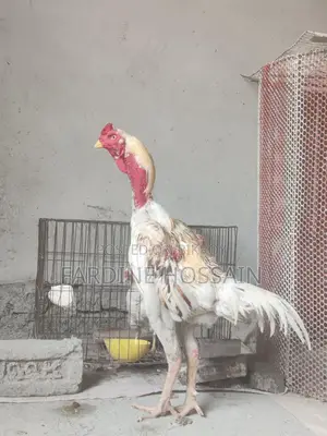 ফাইটার মোরগ
