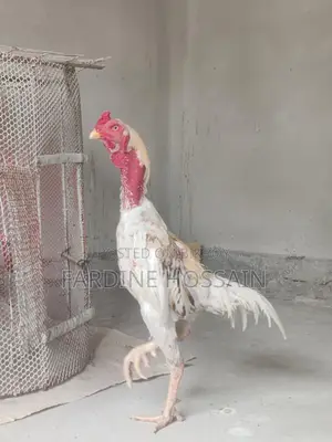 ফাইটার মোরগ