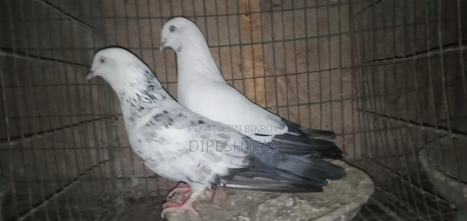 Naktana Male Jira Female Pigeon
